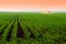 Corn fields at sunset