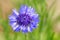 corn flower