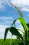 Corn flower in corn field on mountain in clear day