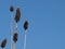 Corn Flower Seed Pods Against Blue Sky
