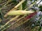 Corn fruits in field