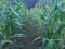 corn garden in the village of Binjai City