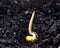 Corn germination