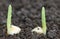 Corn germination on fertile soil