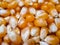 Corn grain, for popcorn, on a bunch, arranged as the background