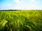 Corn/grain probably young and green barley agriculture field detail at late spring