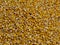 Corn grains background