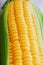 Corn grains in close-up closeup, rows of fresh and ripe yellow corn kernels, corn cob. Close-up full-screen, continuous abstract