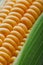 Corn grains in close-up closeup, rows of fresh and ripe yellow corn kernels, corn cob. Close-up full-screen, continuous abstract