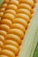 Corn grains in close-up closeup, rows of fresh and ripe yellow corn kernels, corn cob. Close-up full-screen, continuous abstract