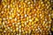 Corn grains textured background.