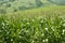 Corn green fields landscape outdoors