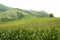 Corn green fields landscape outdoors