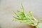 Corn green leaves tied with old lace on concrete light gray simple background close up