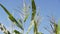 Corn Growing. Blue sky background. Ecological Farmer, Organic Horticulture, Producing Food And Crops