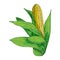Corn hand drawn ink illustration. Sketch Fresh organic vegetable, herb engraved. Detailed food drawing