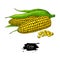 Corn hand drawn vector illustration. Isolated Vegetable