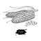 Corn hand drawn vector illustration. Isolated Vegetable engraved style object. Detailed vegetarian food drawing.