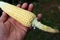 Corn in Hand with it`s handle