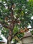 corn hanging on the mango treeï¿¼