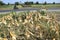 Corn harvest