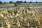 Corn harvest