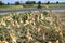 Corn harvest