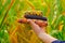 Corn harvest. Cobs of multicolored corn in hands on corn field background.farmer in a corn field harvests.