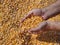 Corn after harvest, farmers hands with crop