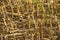 Corn, harvested field in autumn