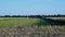 Corn harvesters lorries on field by forest under blue sky