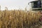 Corn harvesting