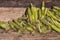 Corn in husks piled in a heap in rustic wooden cart at farmers market