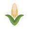 The corn icon. Agricultural grain crop. A golden ear of corn framed by green leaves.