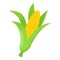 Corn icon, cartoon style