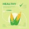 Corn infographic vector Design, fresh vegetable