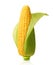 Corn isolated