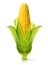 Corn isolated