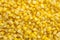 Corn Kernel Close Up