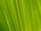 Corn leaf in backlit, full format