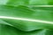 Corn Leaf close-up green background