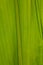 Corn Leaf Close-up Green Background