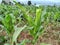 Corn leaf damage by insect and pest, Corn leaf damaged by fall armyworm Spodoptera frugiperda; Garden