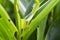 Corn leaf damaged by fall armyworm Spodoptera frugiperda.Corn leaves attacked by worms in maize field