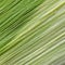 Corn leaf texture