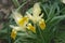 Corn-leaved iris flowers