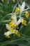 Corn-leaved iris flowers