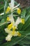 Corn-leaved iris flowers