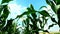 Corn leaves against the sky with clouds