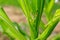 Corn leaves destroyed by worms